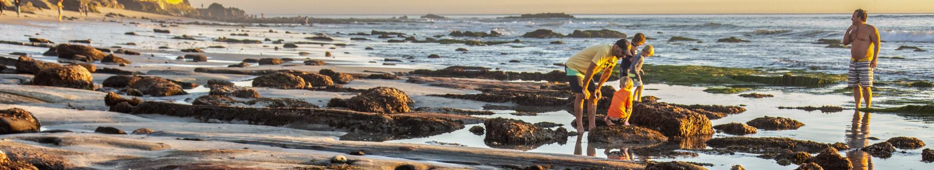 Beach tidepools banner