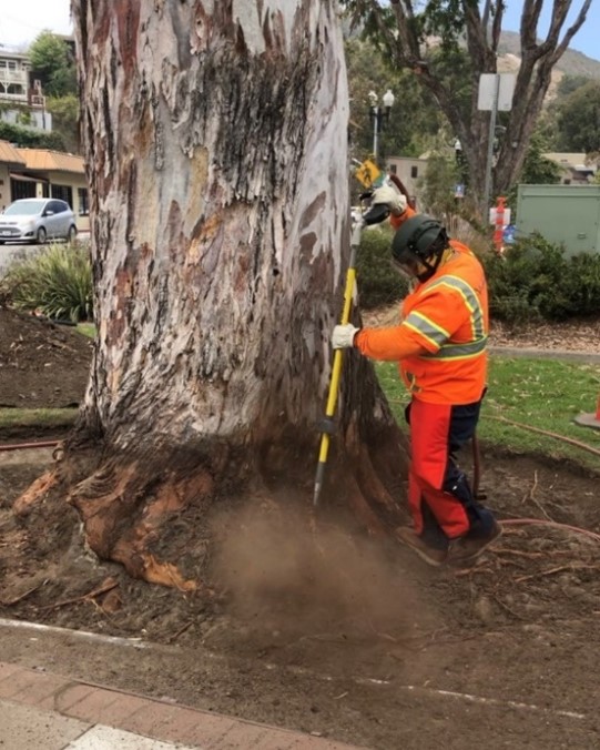 root collar excavation for vol 5